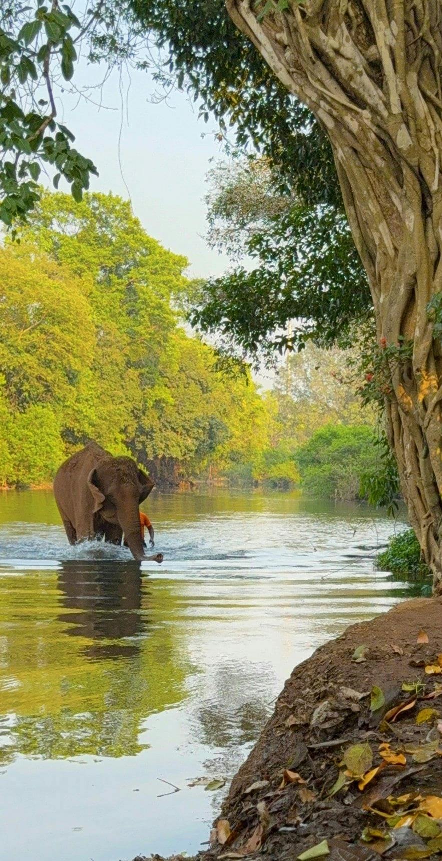 Goan jungle village tour with elephant experience
