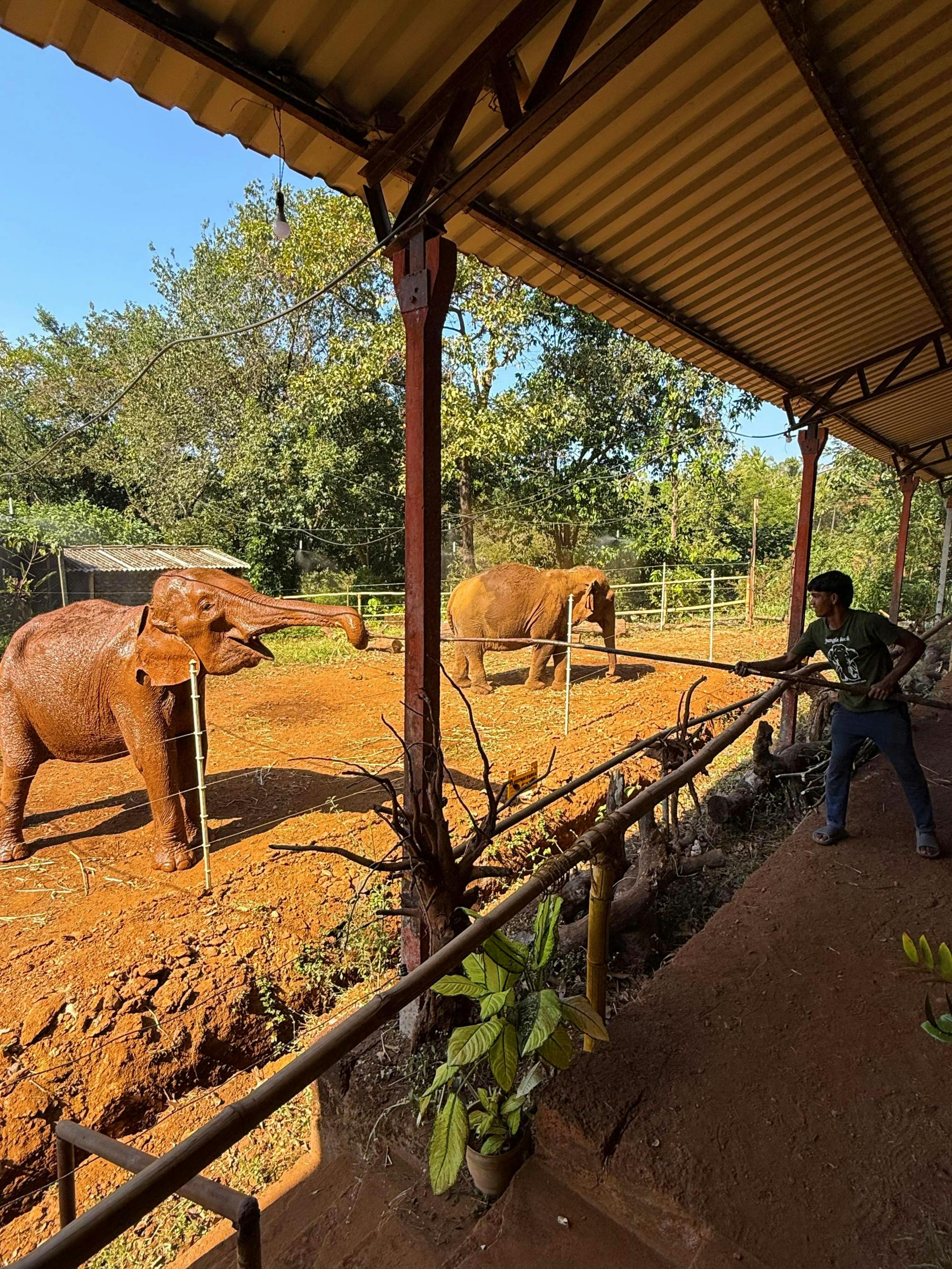 Goan jungle village tour with elephant experience