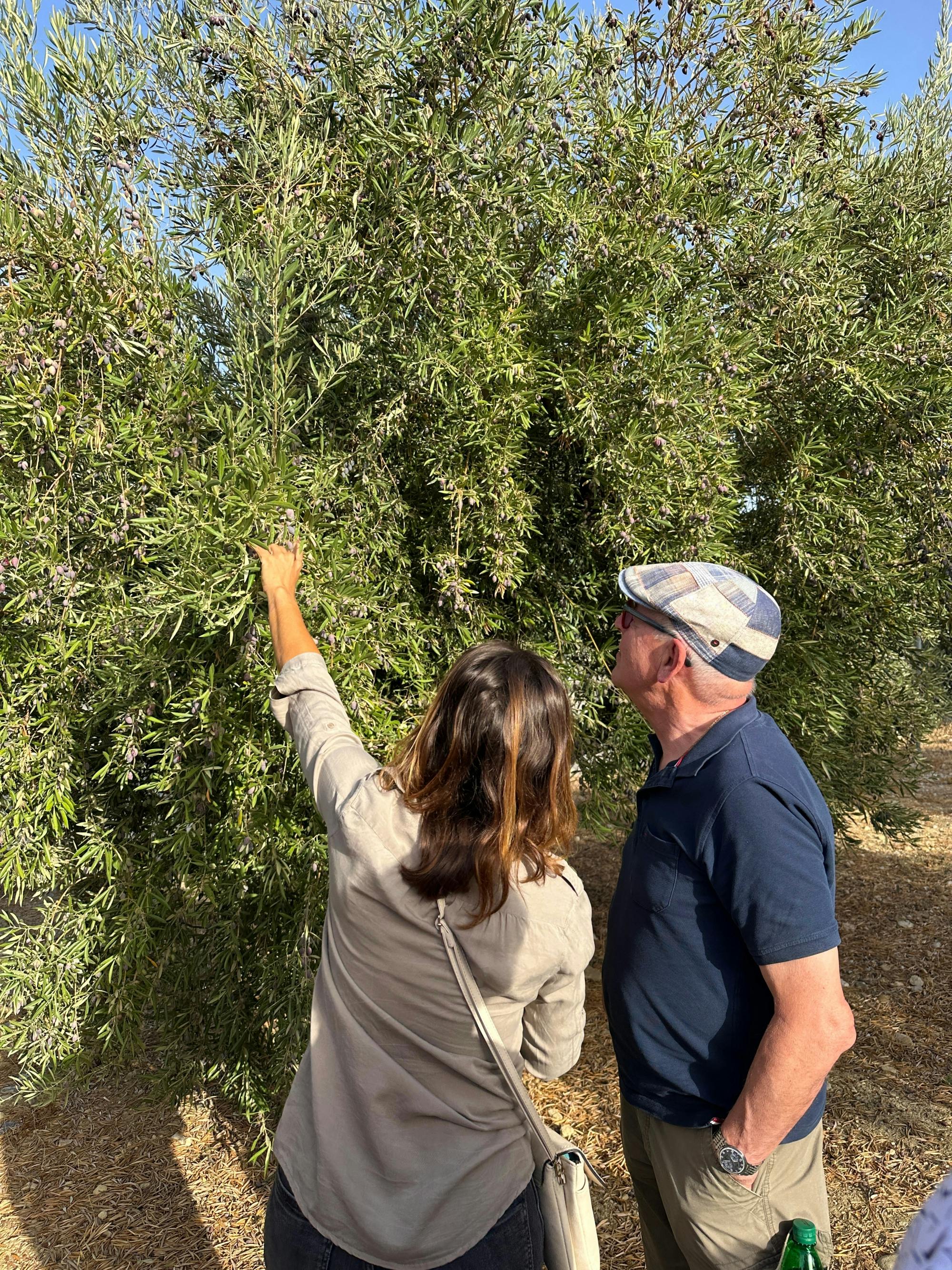 Total Solar Eclipse and olive oil experience in Andalusia