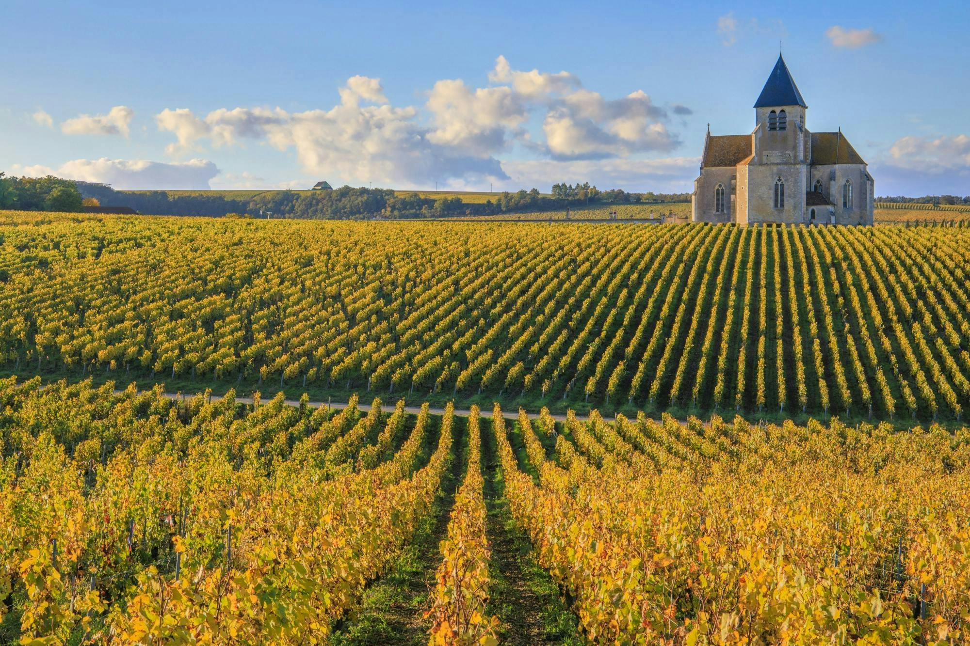 Visit of the Domaine Clotilde Davenne and Chablis wine tasting session