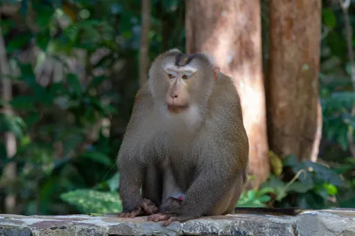 Trekking and Hiking at Khao Yai National Park From Bangkok