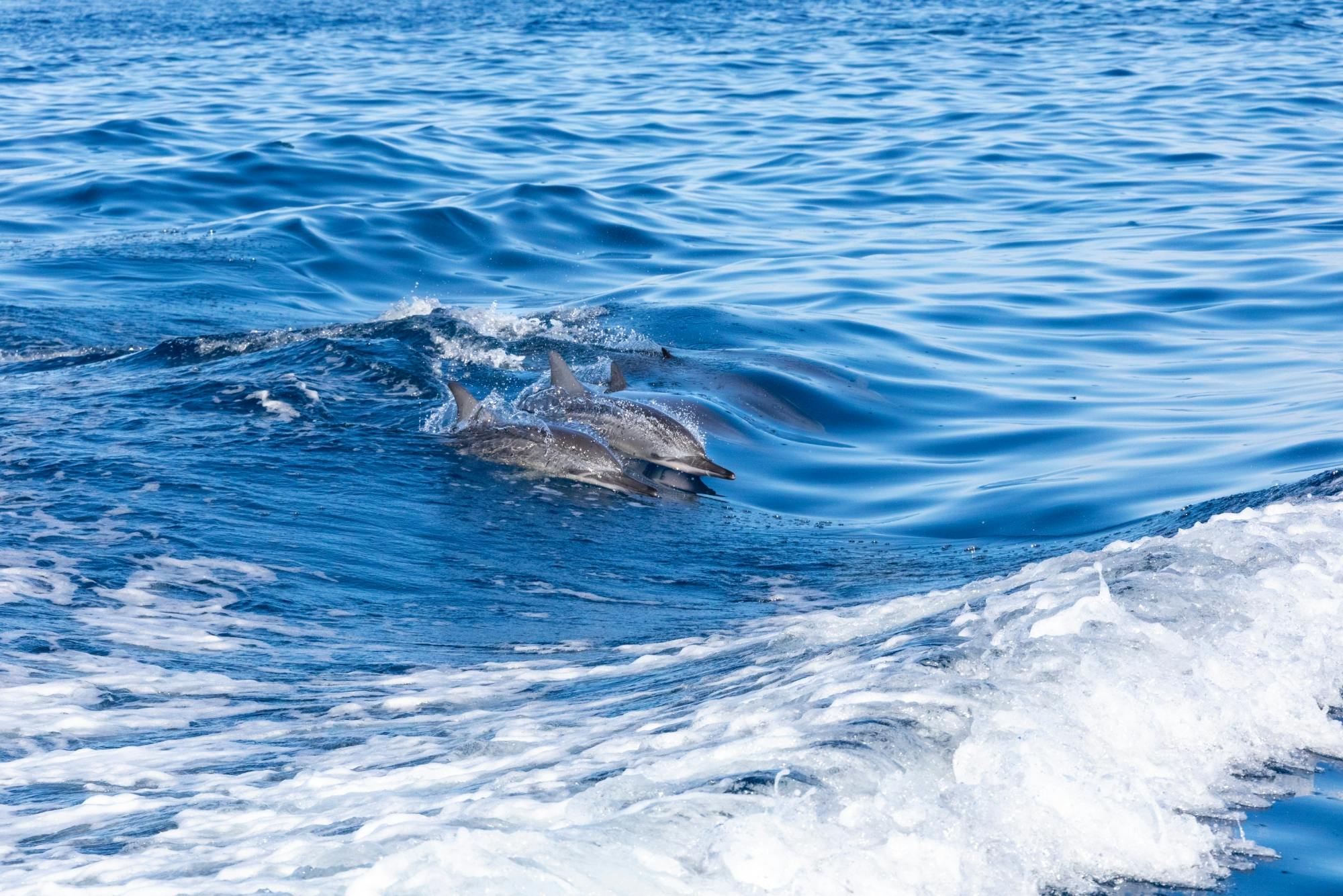 Fuerteventura dolphin-spotting cruise from Corralejo