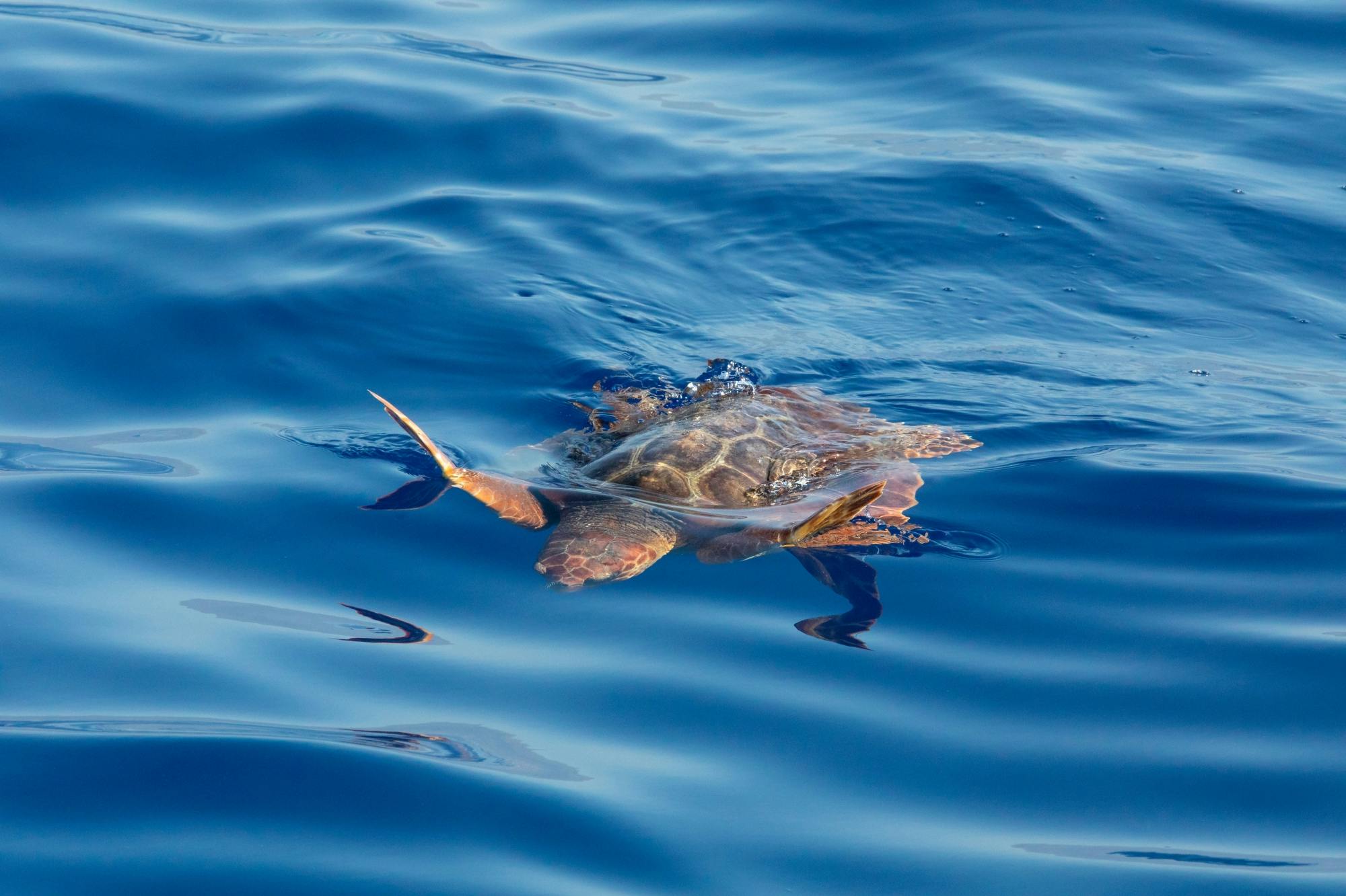 Fuerteventura dolphin-spotting cruise from Corralejo