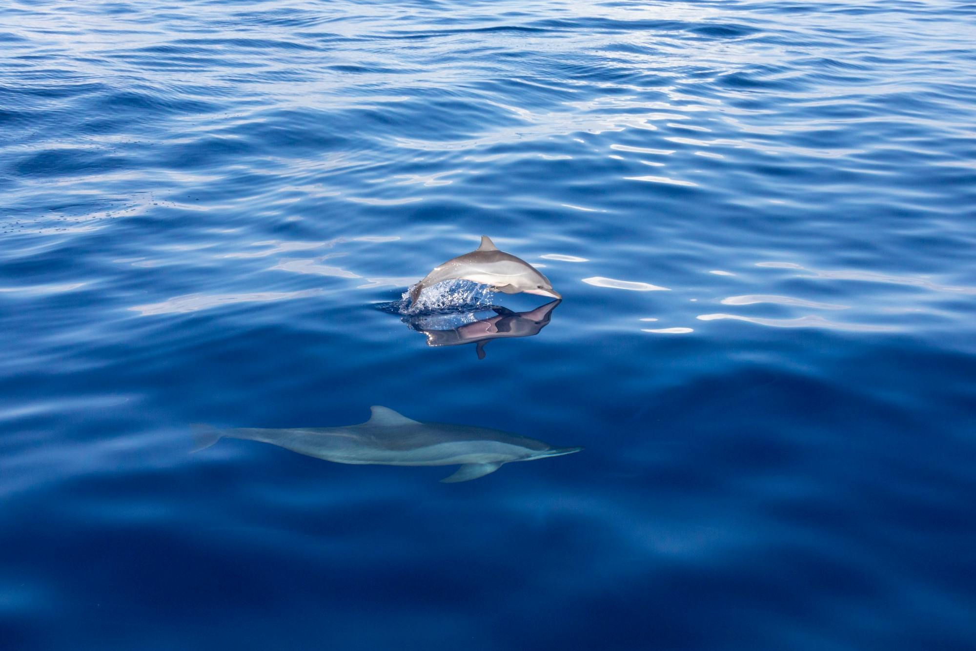 Fuerteventura dolphin-spotting cruise from Corralejo
