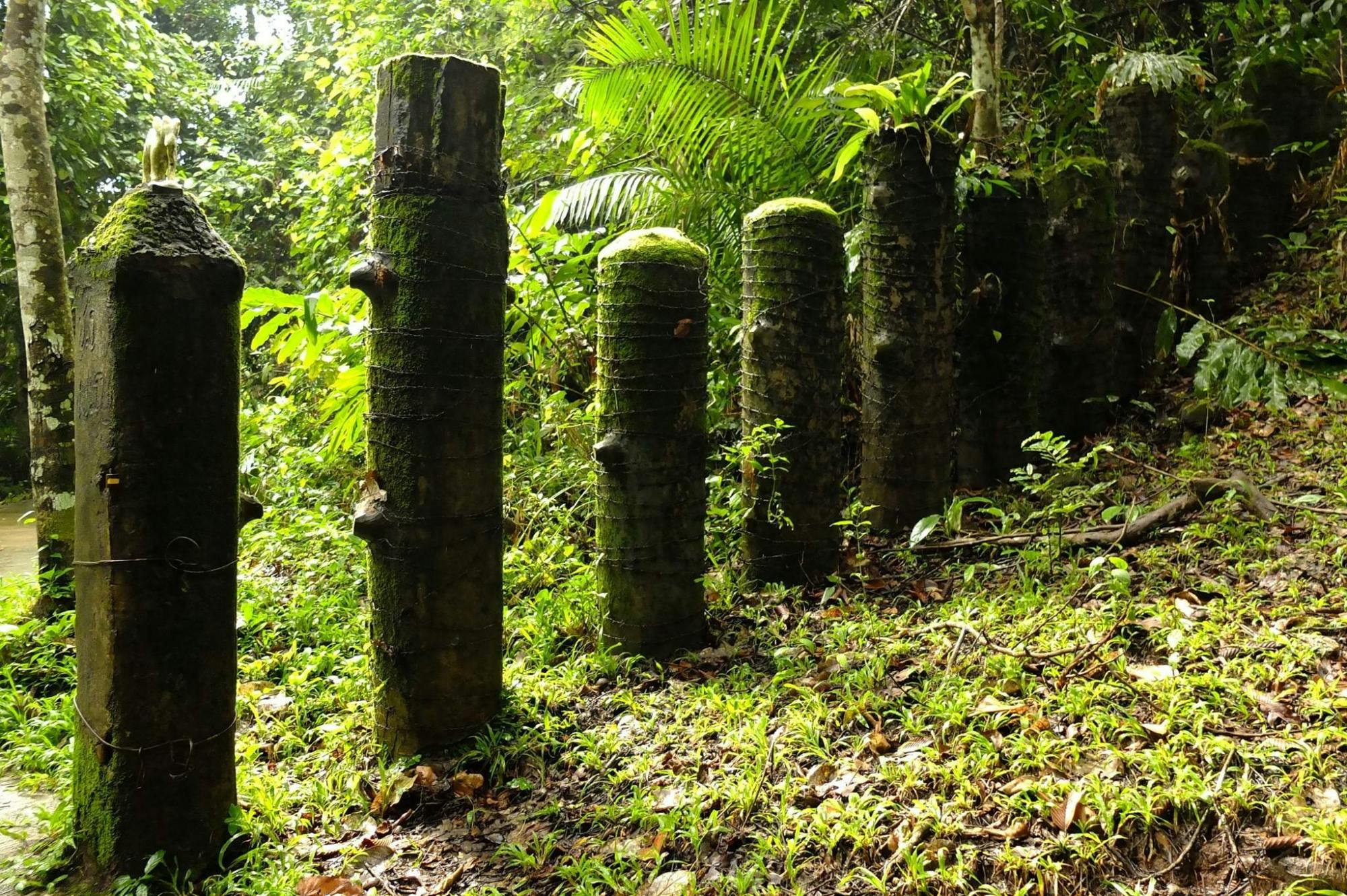 Trekking and Hiking at Khao Yai National Park From Bangkok