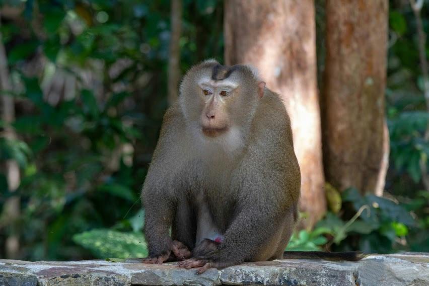 Trekking and Hiking at Khao Yai National Park From Bangkok