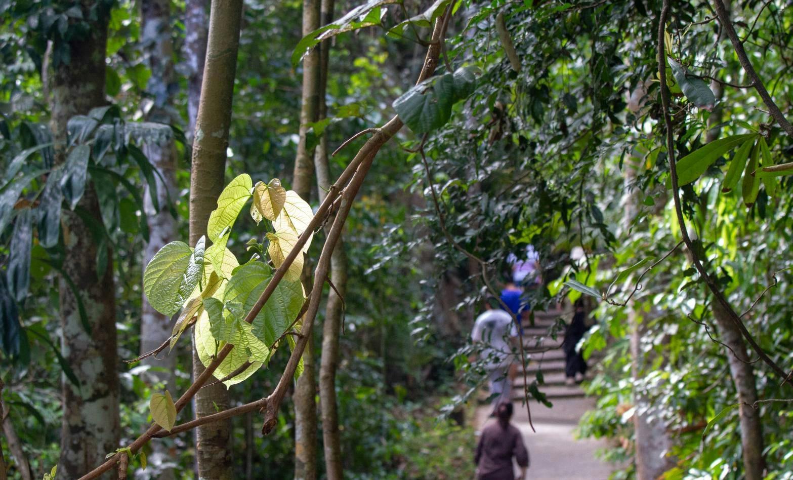 Trekking and Hiking at Khao Yai National Park From Bangkok