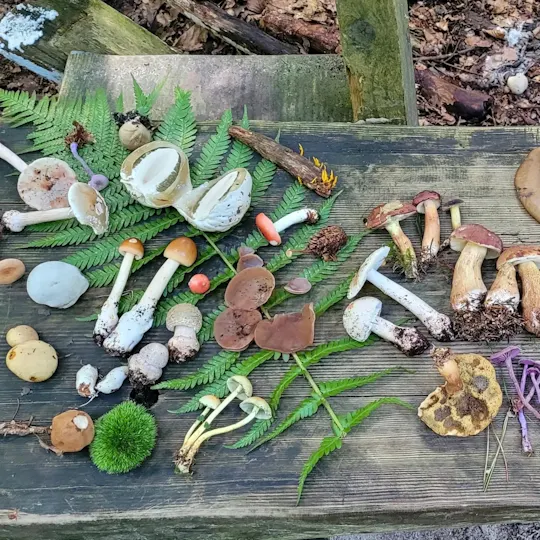 Randonnée guidée à la cueillette de champignons à Francfort