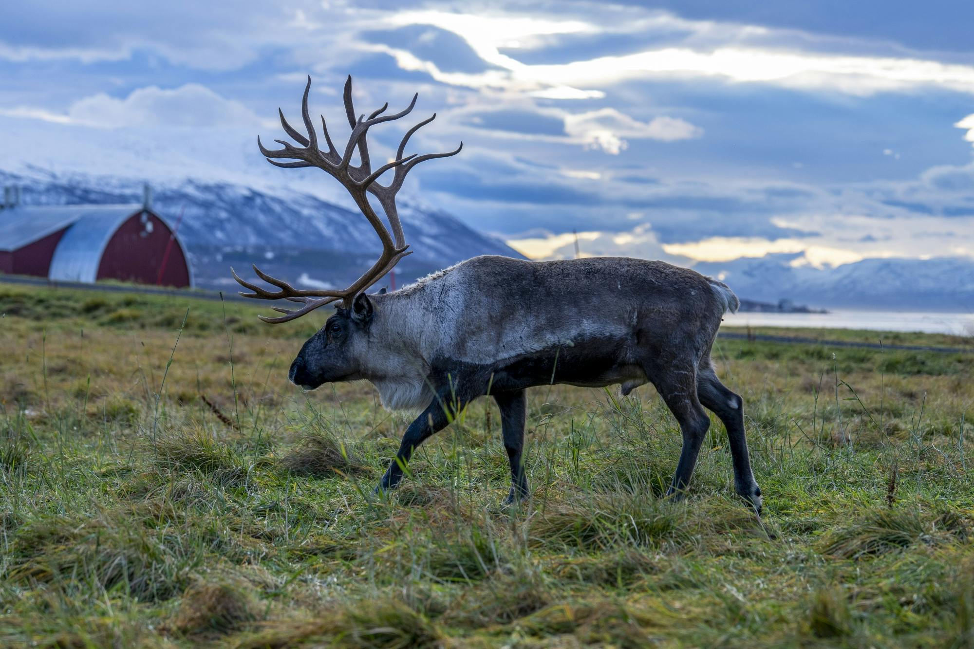 Excursión por el fiordo de Tromsø con avistamiento de fauna ártica, almuerzo y fotos