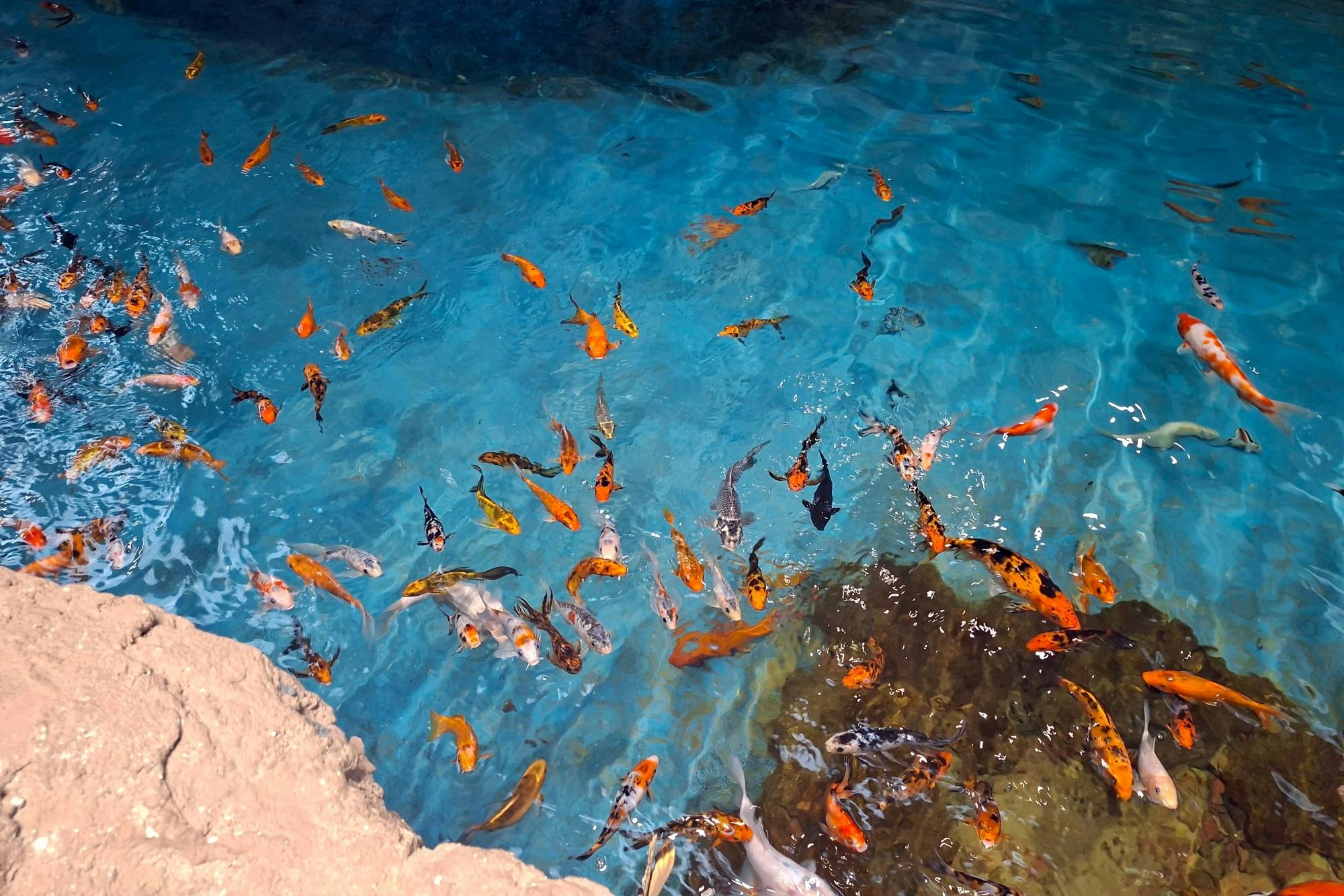 Antalya Butterfly World and Aquarium day out with transfers