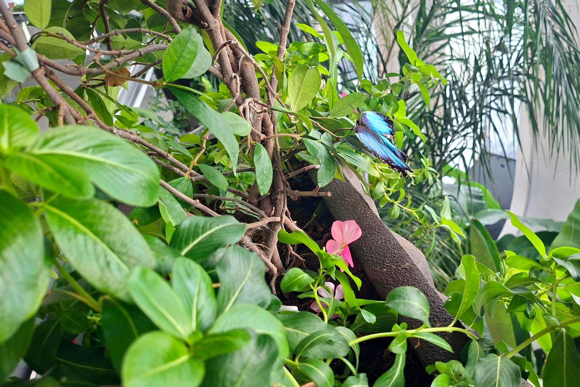 Antalya's Butterfly World with optional transfers