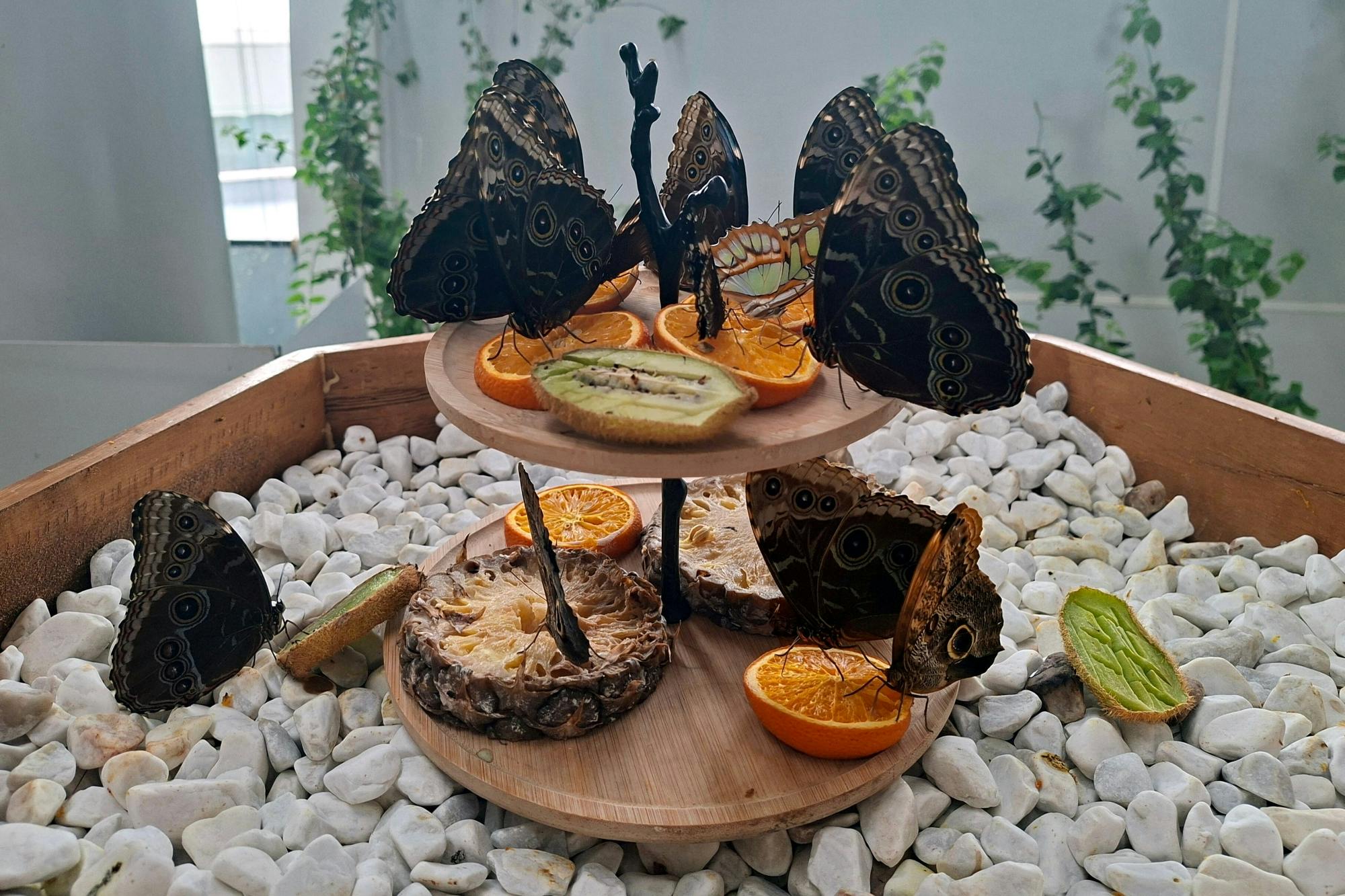 Antalya's Butterfly World with optional transfers