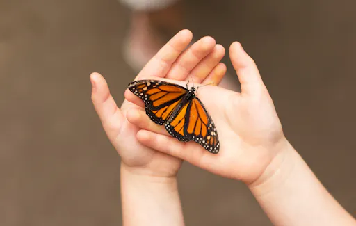 Antalya's Butterfly World with optional transfers