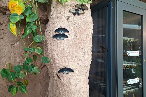 Antalya Butterfly World and Aquarium day out with transfers