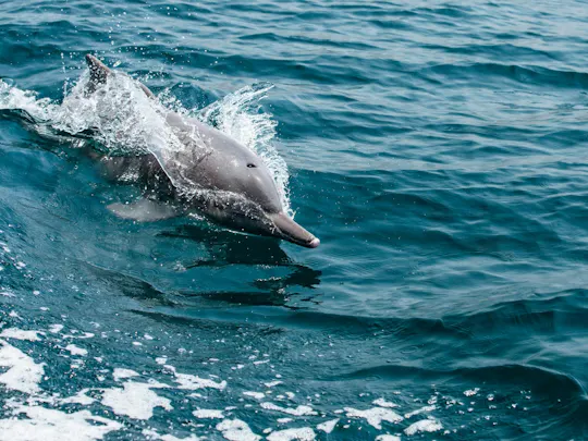 Passeio de lancha para observação de golfinhos em Mascate