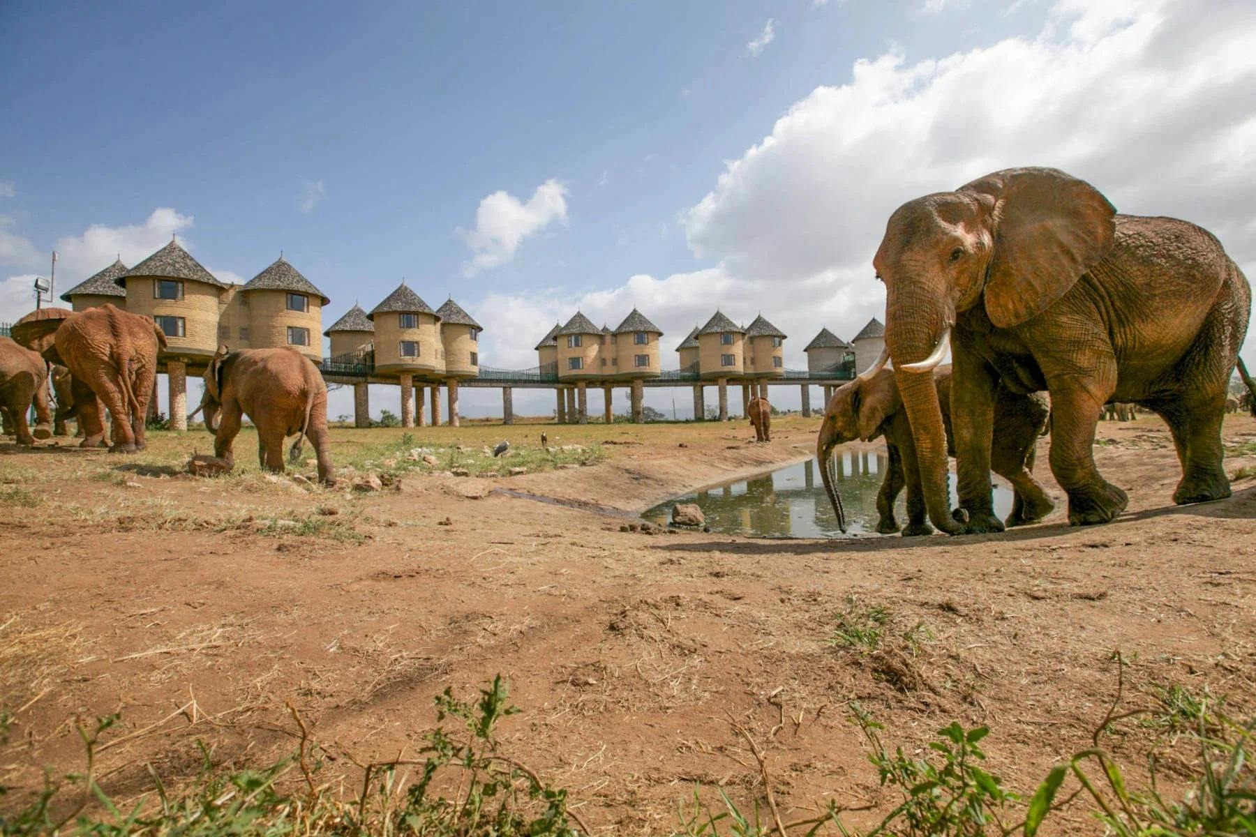 3-dniowe safari z Mombasy do rezerwatu Tsavo West i Salt Lick