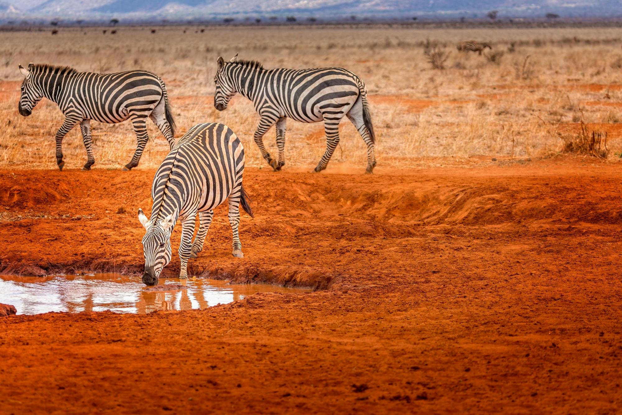 3-dniowe safari po parkach Tsavo East i Tsavo West z Mombasy