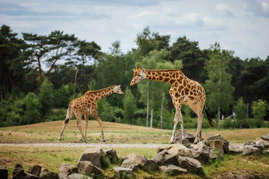 Safari adventure at Safaripark Beeksee Bergen