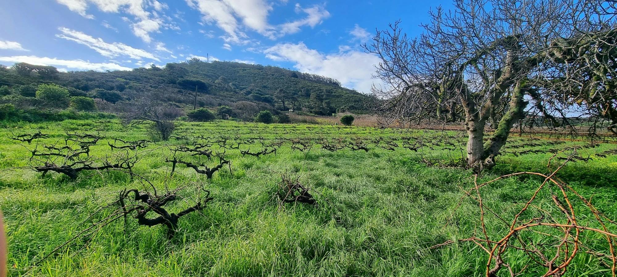La Laguna culture and exclusive wine experience