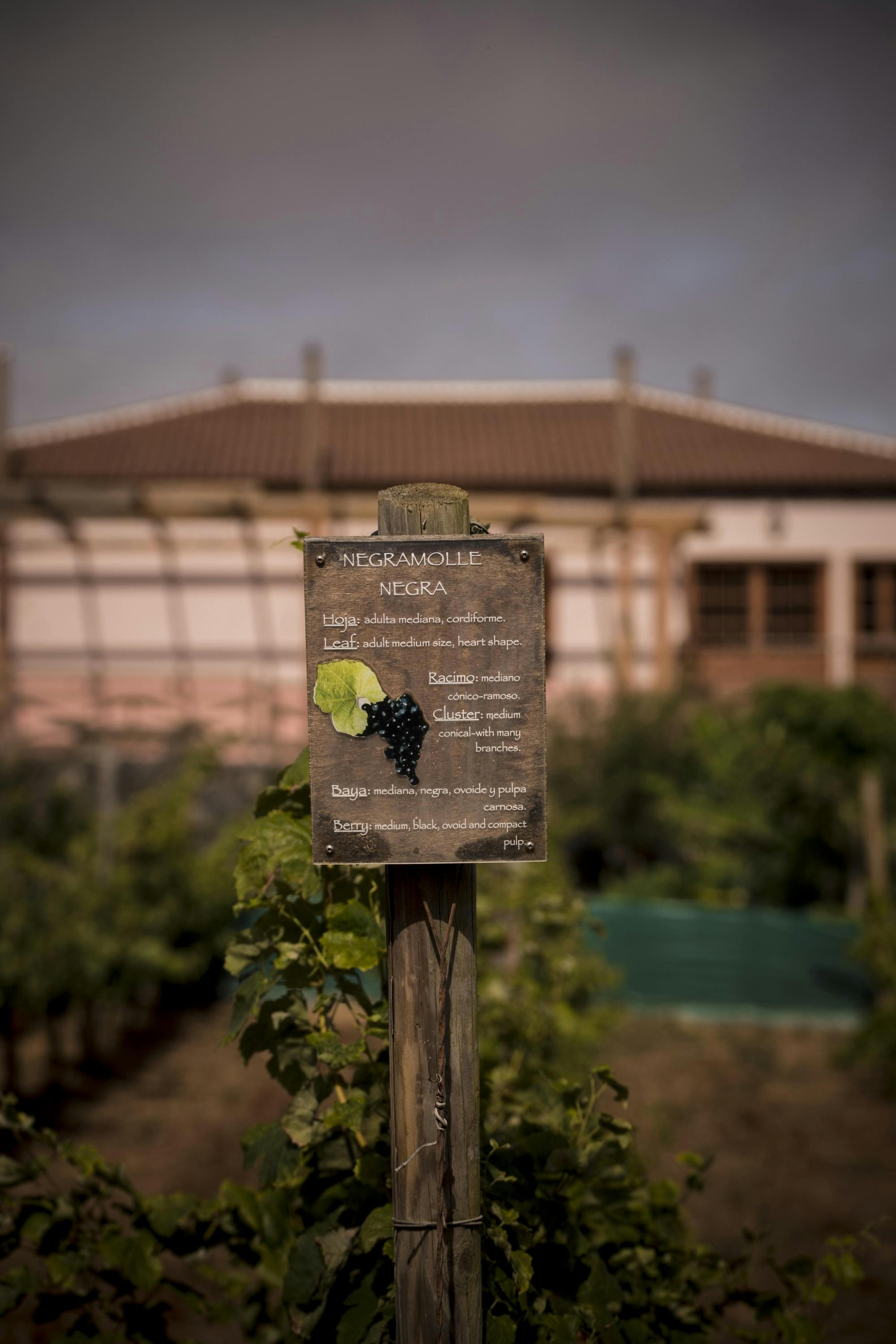 La Laguna culture and exclusive wine experience