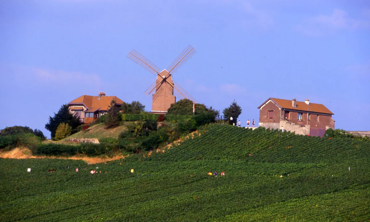 Guided Visit of Reims Champagne