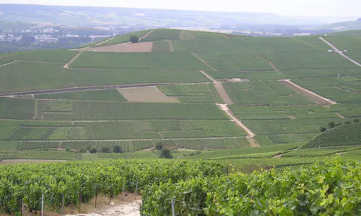 Guided Visit of Reims Champagne