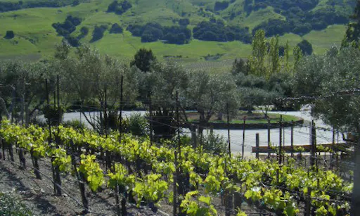 Half Day Wine Country Tour - Sonoma Valley