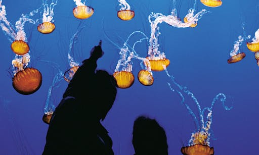 monterey - carmel - day tour - san francisco - aquarium