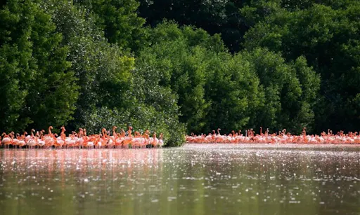 Celestún Day Tour from Mérida