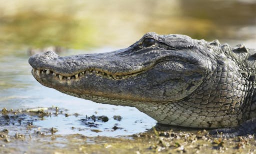 miami - everglades - tour - alligator close up