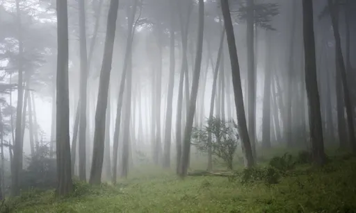 Muir Woods guided tour with transportation and Bay cruise