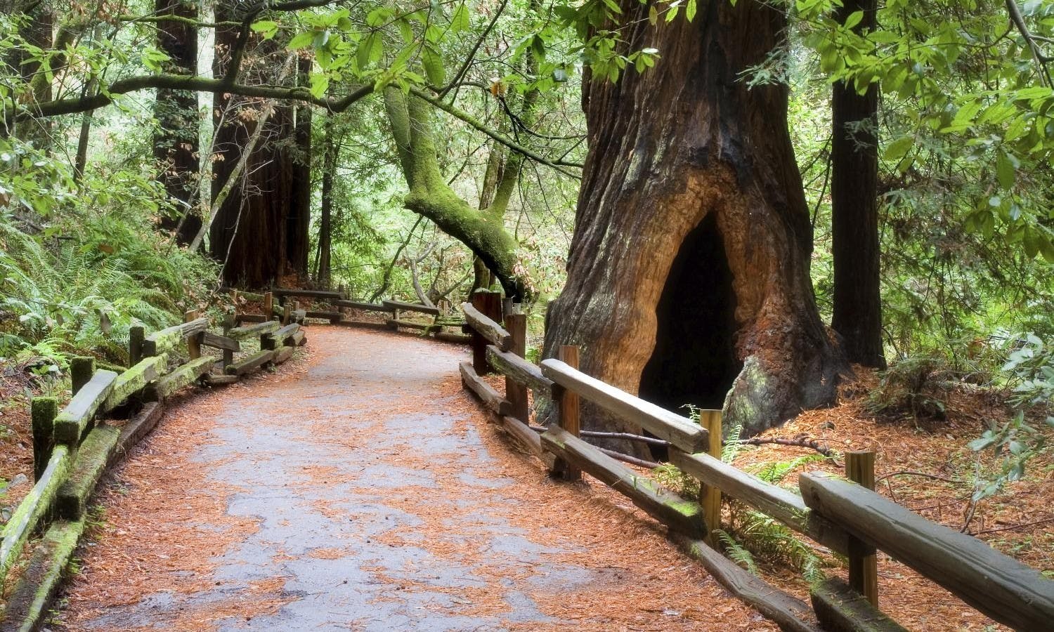 San Francisco City and Muir Woods guided tours package with transportation