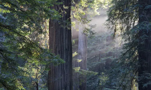 San Francisco City and Muir Woods guided tours package with transportation