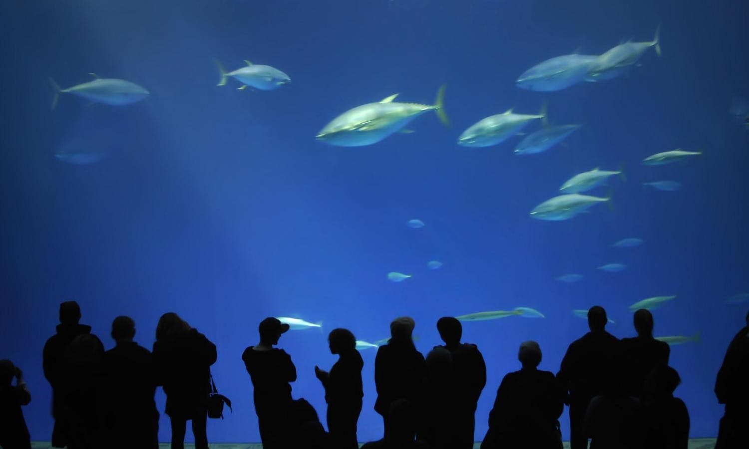 Aquarium Of The Bay Entrance Ticket Musement