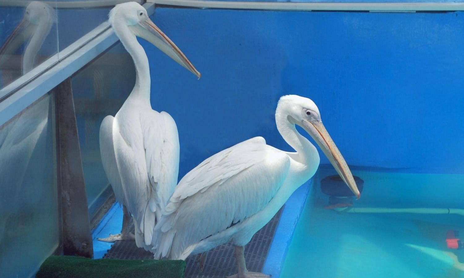 clearwater marine aquarium - tickets - pelicans