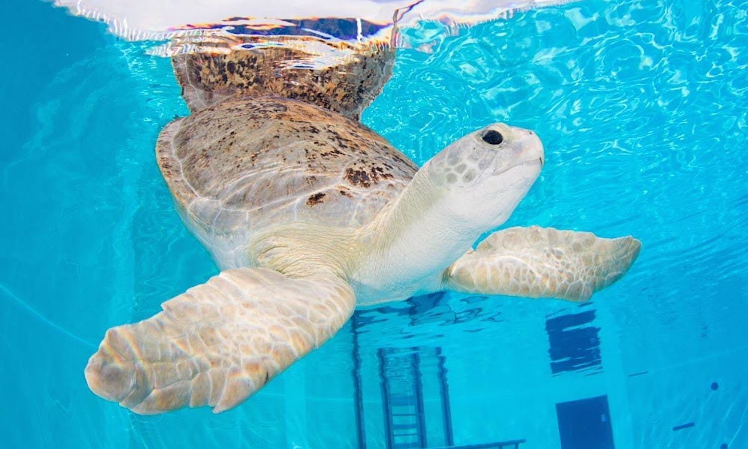 clearwater marine aquarium - tickets - sea turtle