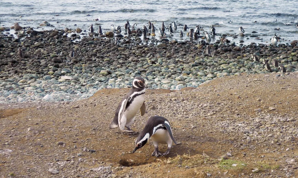 Magdalena Island Tour