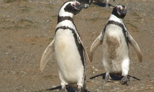 Magdalena Island Tour