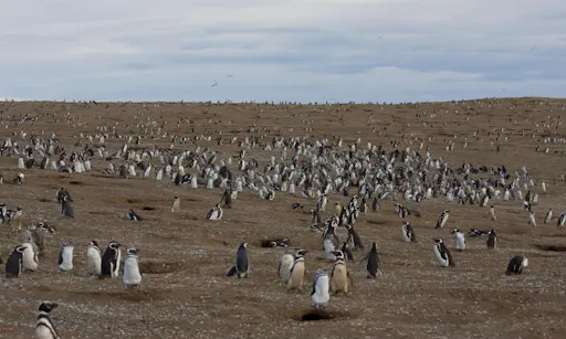 Magdalena Island Tour