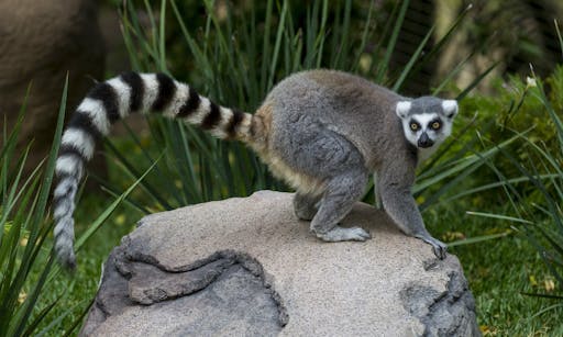 San Diego Zoo Safari Park Tickets - 1-Day Pass