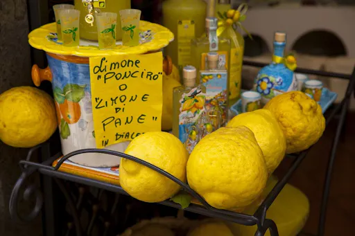 Amalfi_Lemons