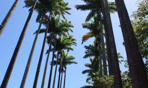Rainforest Jeep Tour with Botanical Garden