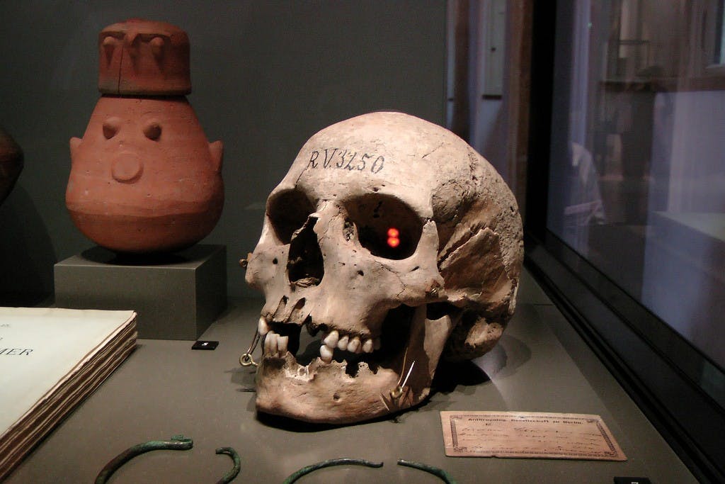 Neues Museum Berlin Neanderthal skull.jpg