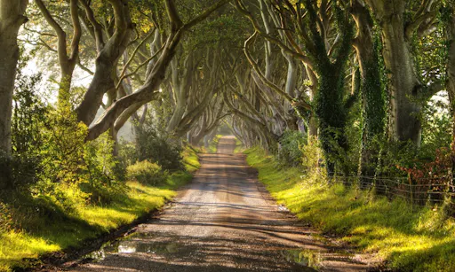 The Dark Hedges Northern Ireland.jpg
