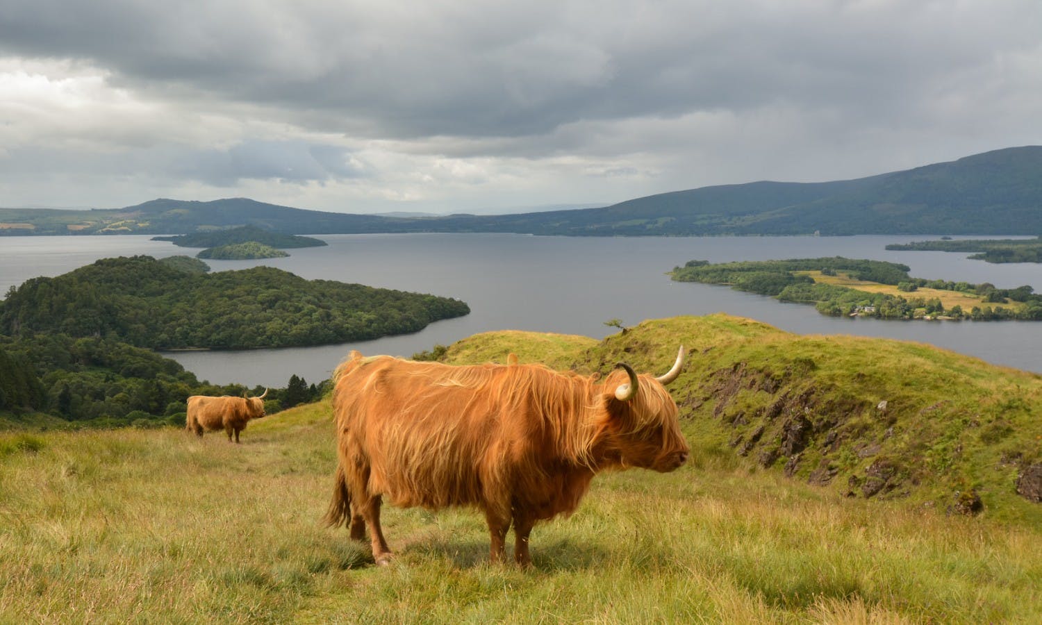 Highland Cattle above Loch Lomond.jpg