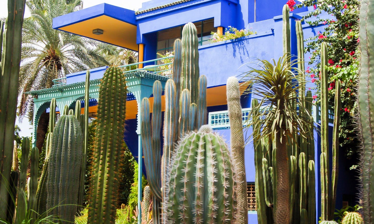 Cactus Majorelle Gardens in Marrakesh, Morocco.jpg