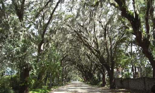 st augustine - tour - orlando - trees - road.jpg