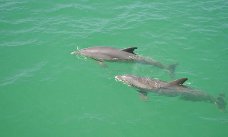 Clearwater Beach: dolphin encounter boat cruise with lunch