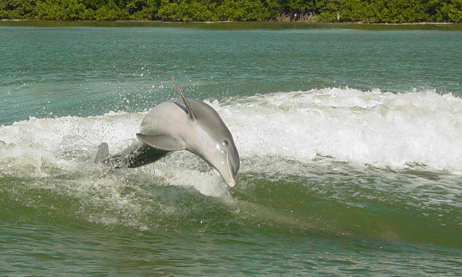 dolphins - clearwater beach - orlando - jumping.jpg
