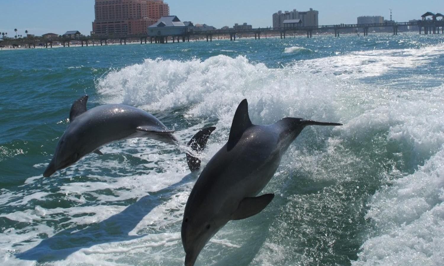 sea screamer - clearwater beach - orlando - dolphins.jpg